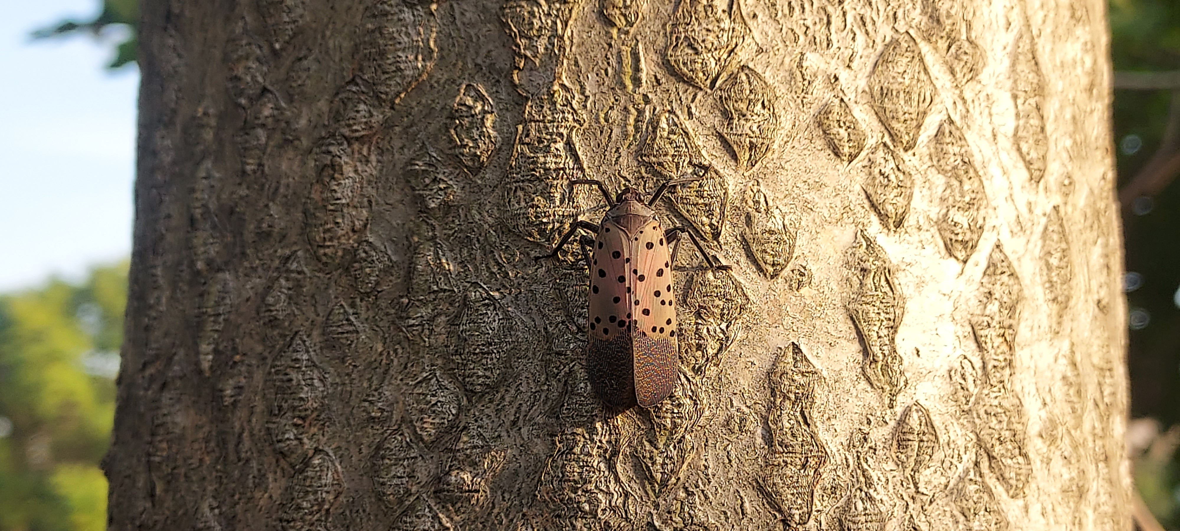 Adult on tree.